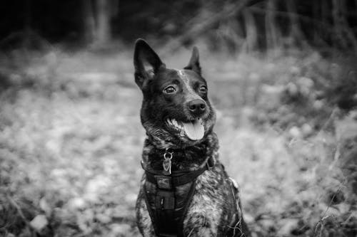 有关動物, 可愛, 可愛的的免费素材图片