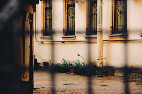 花盆上的绿色植物 · 免费素材图片
