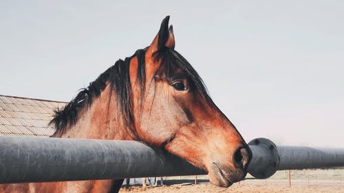 有关側面圖, 哺乳動物, 戶外的免费素材图片