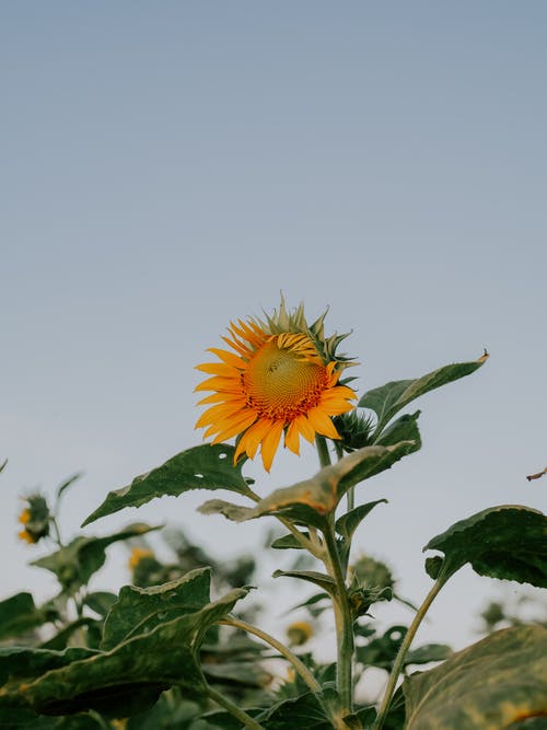 有关向日葵, 垂直拍摄, 天性的免费素材图片