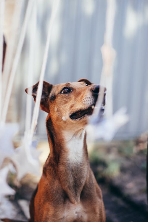 有关動物, 哺乳動物, 垂直拍摄的免费素材图片