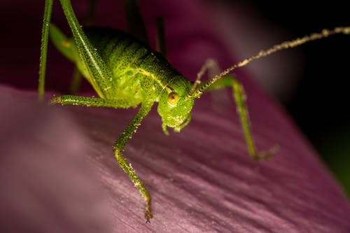 有关微距拍摄, 昆蟲, 极端特写镜头的免费素材图片