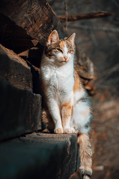 有关動物, 原本, 國內的免费素材图片