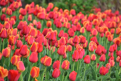 有关春天的花朵, 植物群, 紅色的免费素材图片