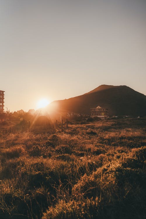 有关垂直拍摄, 天性, 太陽的免费素材图片