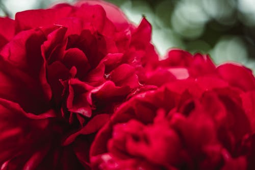 有关增長, 多花, 微妙的免费素材图片