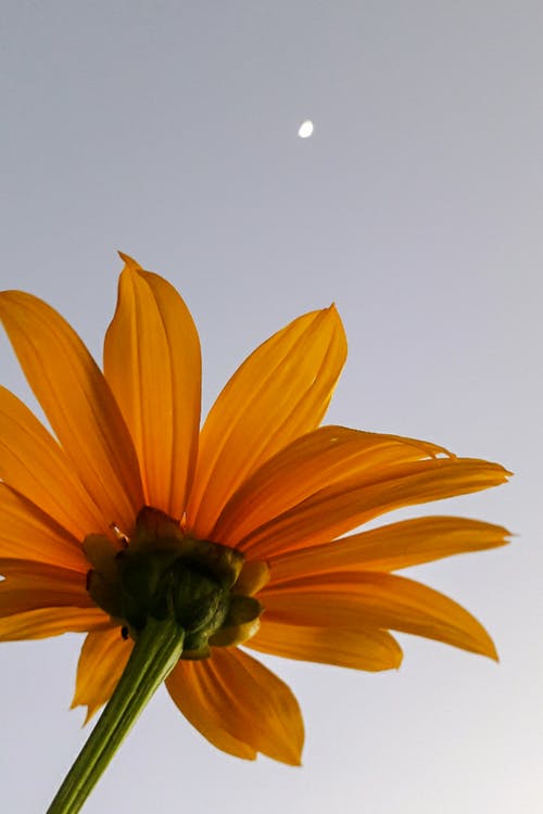 有关低角度拍攝, 向日葵, 垂直拍摄的免费素材图片
