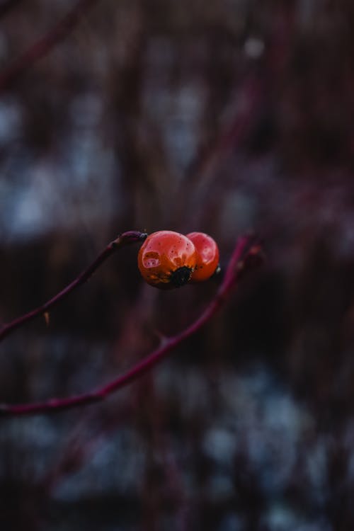 棕色茎上的红色水果 · 免费素材图片