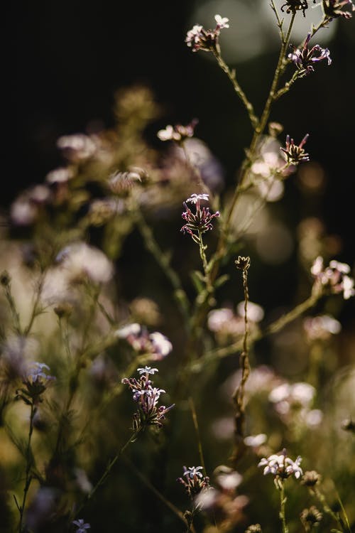 有关垂直拍摄, 增長, 微妙的免费素材图片