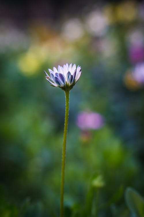 有关一年一度的雏菊, 垂直拍摄, 增長的免费素材图片