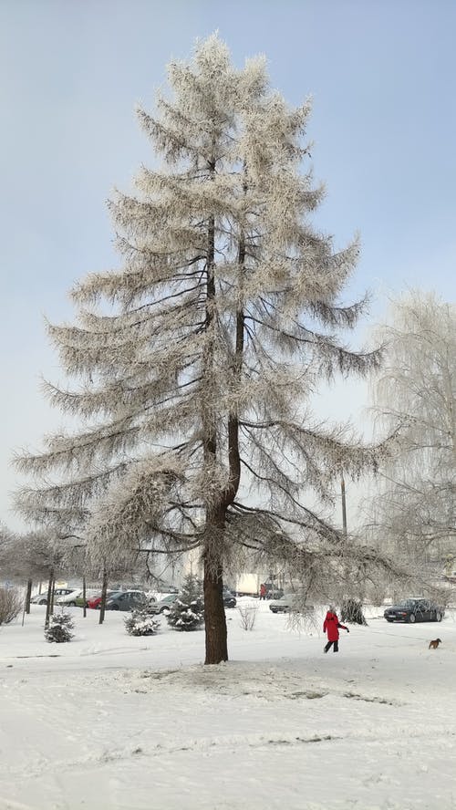 有关冬季, 冷凍, 動物的免费素材图片