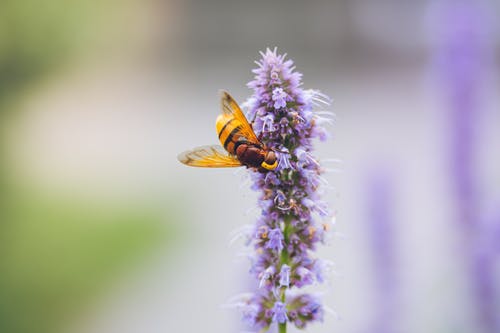 有关動物, 動物攝影, 微妙的免费素材图片