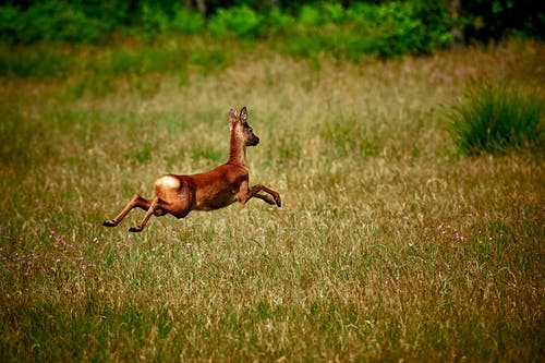 棕鹿跳 · 免费素材图片