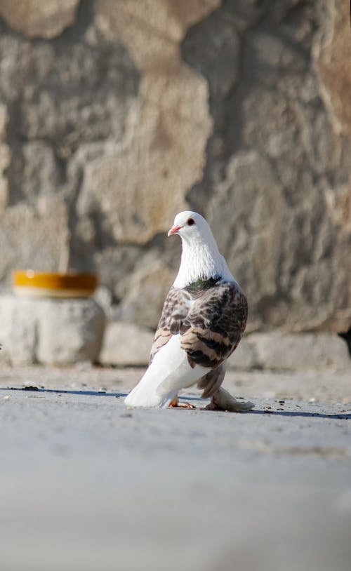 有关動物, 棲息, 特写的免费素材图片