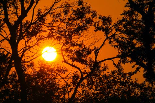 有关分支機構, 剪影, 太陽的免费素材图片