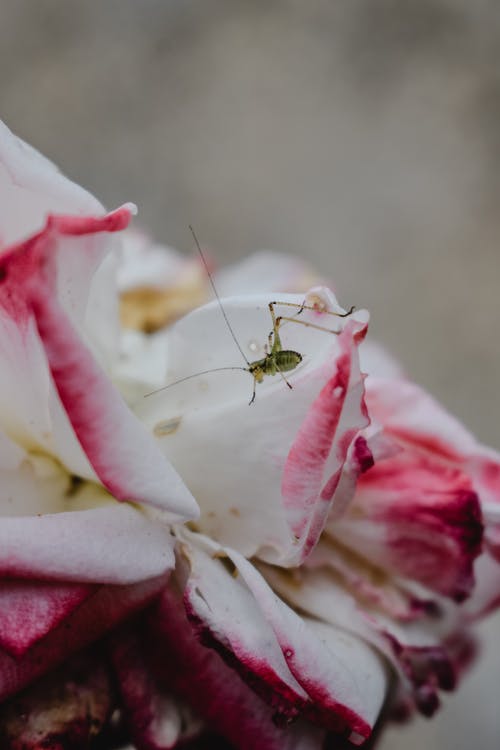 白色和粉红色的花朵上的绿色和黑色昆虫 · 免费素材图片