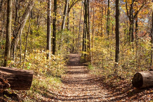 有关下落, 天性, 季節的免费素材图片