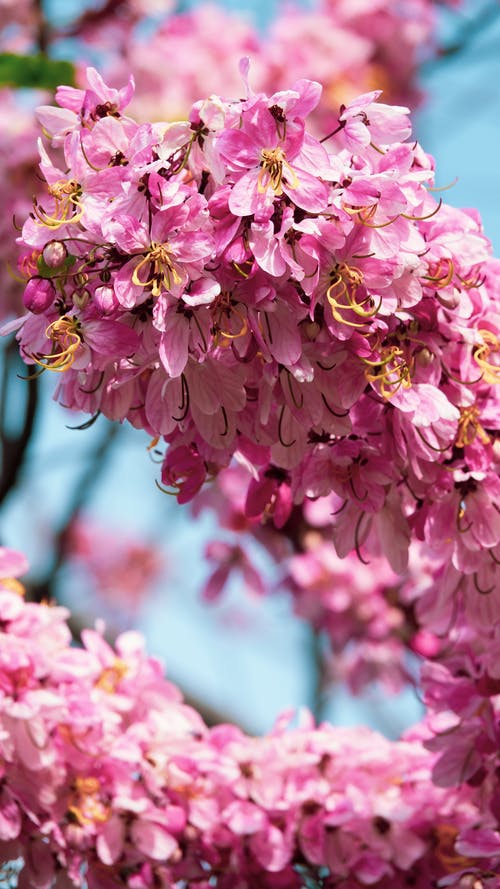 有关垂直拍摄, 植物群, 粉紅色的花的免费素材图片