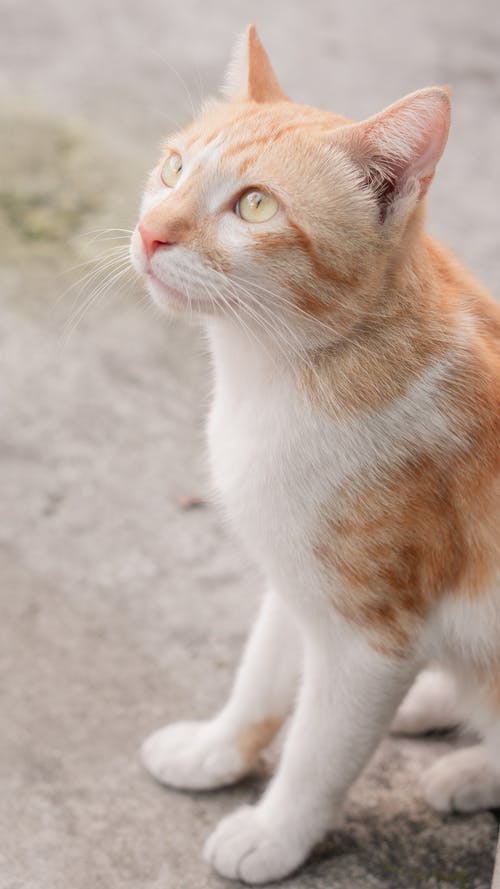 有关動物, 可愛, 哺乳動物的免费素材图片