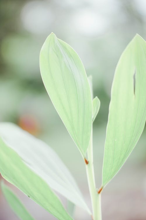 有关垂直拍摄, 戶外, 模糊的背景的免费素材图片