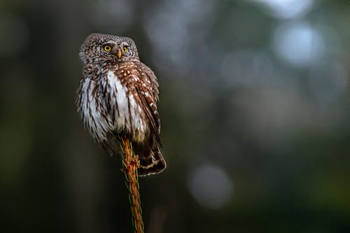 有关動物, 可愛, 天性的免费素材图片