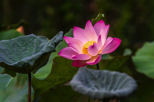 有关植物群, 樹葉, 特写的免费素材图片