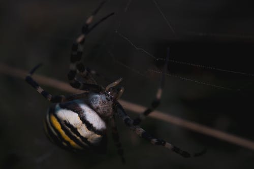 有关Web, 令人不寒而慄的, 動物的免费素材图片