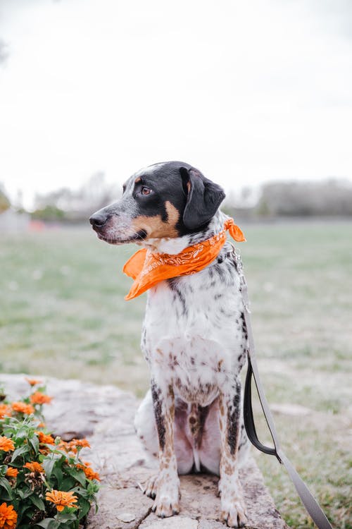 有关動物, 可愛, 可愛的的免费素材图片