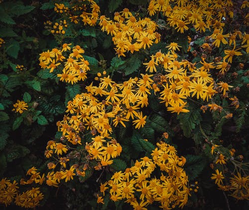 有关壁紙, 微妙, 林地向日葵的免费素材图片