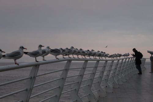 有关划船, 棲息, 欄杆的免费素材图片