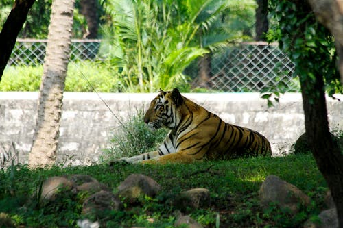 有关動物, 動物園, 動物攝影的免费素材图片