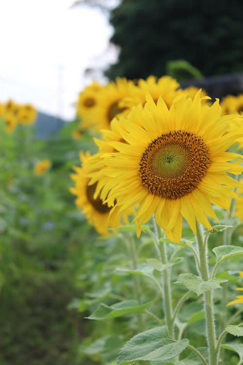 有关向日葵, 垂直拍摄, 天性的免费素材图片