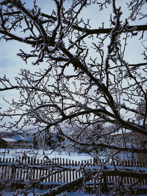 有关冬季, 冬季景觀, 冷的免费素材图片