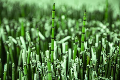 绿草地 · 免费素材图片