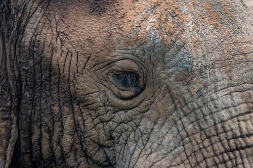有关哺乳動物, 大象, 瀕危的免费素材图片