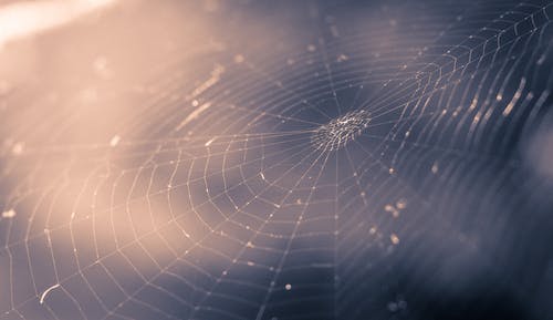 有关Web, 圖案, 明亮的免费素材图片