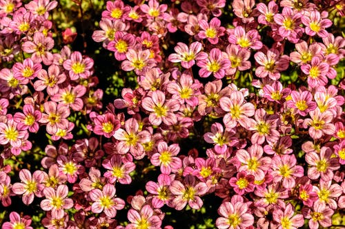 有关植物群, 綻放的花朵, 花的免费素材图片
