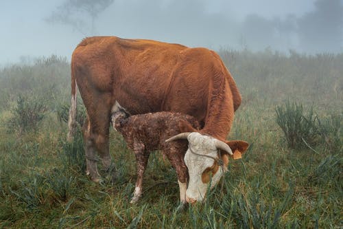 有关乾草地, 公牛, 動物的免费素材图片