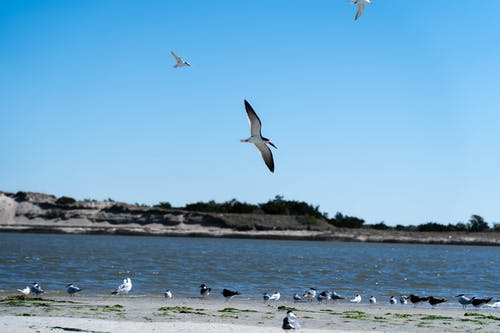有关birds_flying, 水, 海的免费素材图片