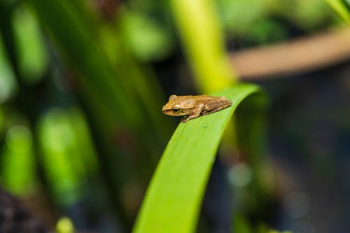 有关兩棲動物, 動物攝影, 特写的免费素材图片