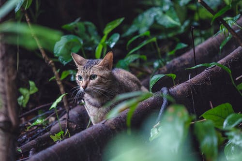 灰色的虎斑猫在树根自然摄影 · 免费素材图片