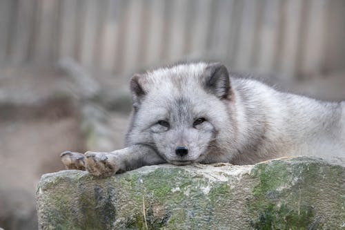 白狐狸躺在棕色的岩石 · 免费素材图片