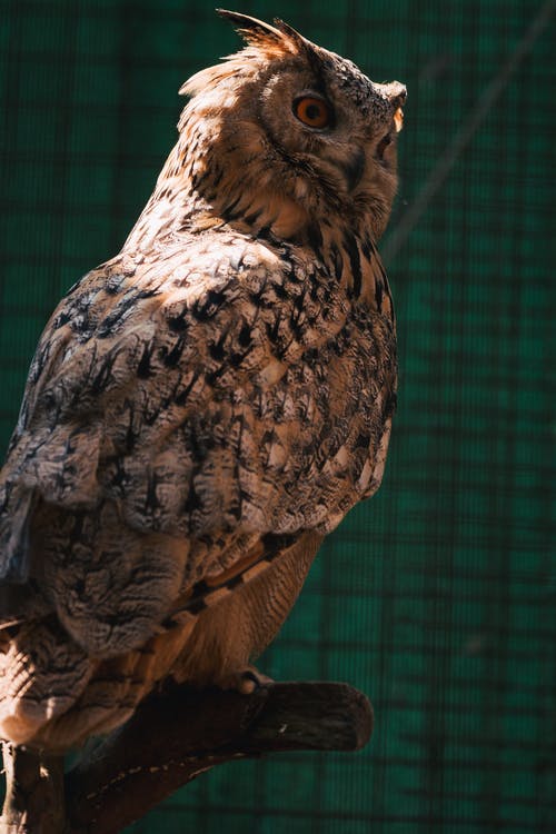 有关凝視, 動物園, 可愛的免费素材图片