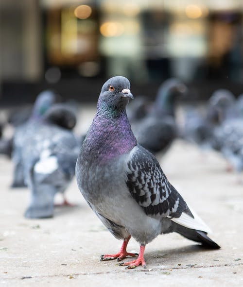 有关動物, 動物攝影, 垂直拍摄的免费素材图片