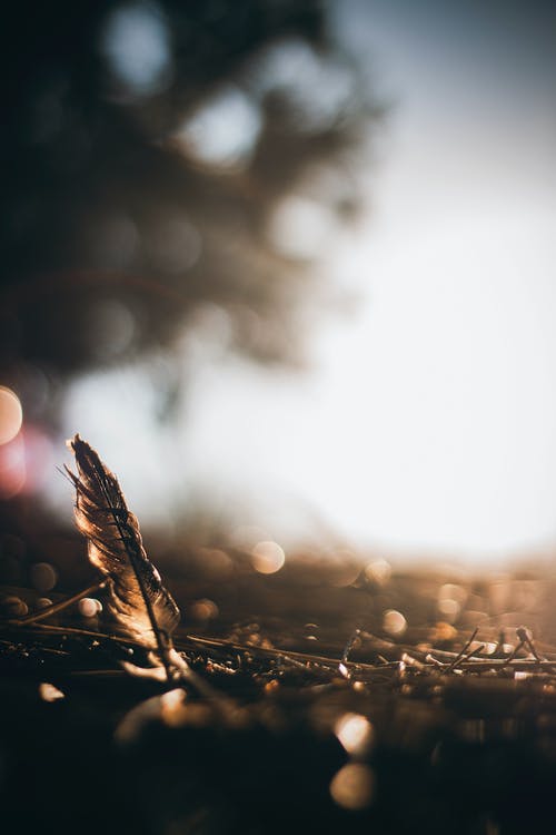 有关4k, 垂直拍摄, 壁紙的免费素材图片