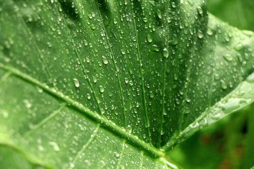 有关天性, 植物學, 植物的的免费素材图片