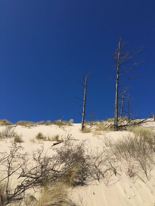有关光秃秃的树木, 半沙漠, 叶儿的免费素材图片