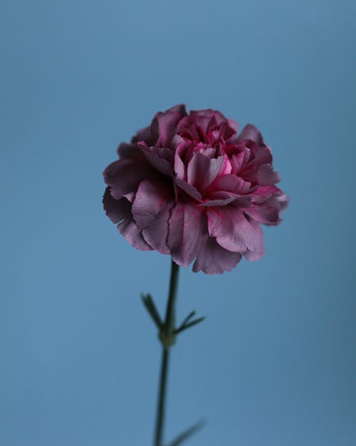 有关垂直拍摄, 增長, 天性的免费素材图片