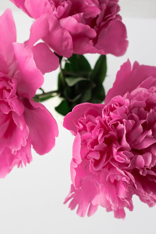 有关头顶射击, 植物群, 粉紅色的花的免费素材图片