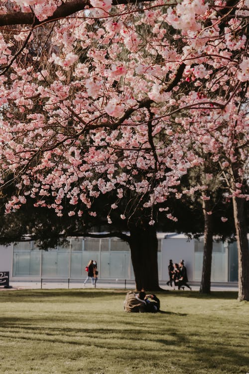 有关公園, 垂直拍摄, 樹的免费素材图片